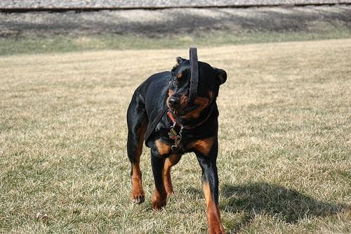Kaiser, photo 1 of 4