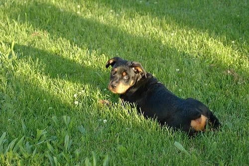 Otto, photo 1 of 4