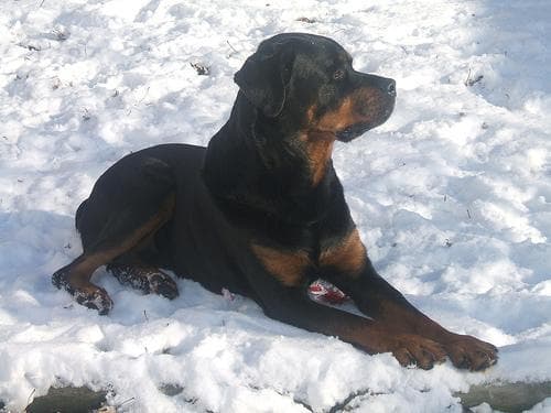 Rex, photo 1 of 3
