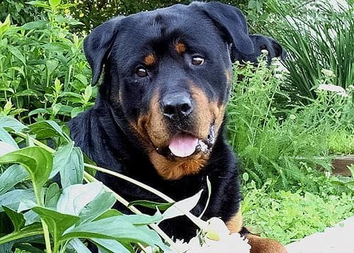 Bruno, photo 1 of 4